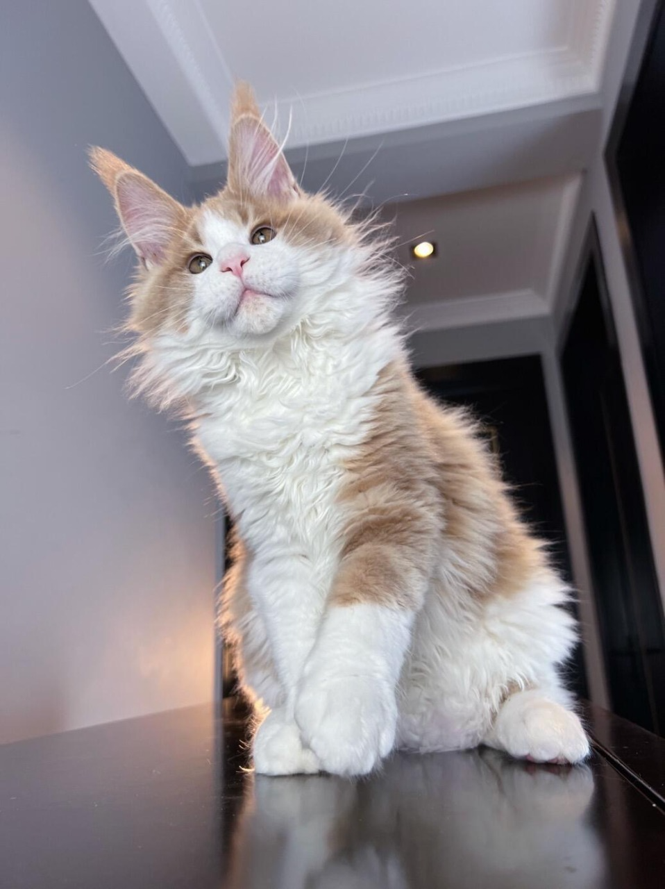 Custom Pet Portrait Painted on Glass (Acrylic Art)