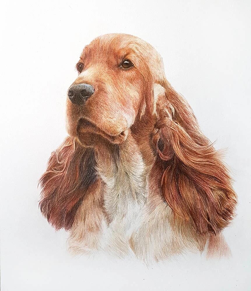 Custom Colored Pencil Pet Portrait