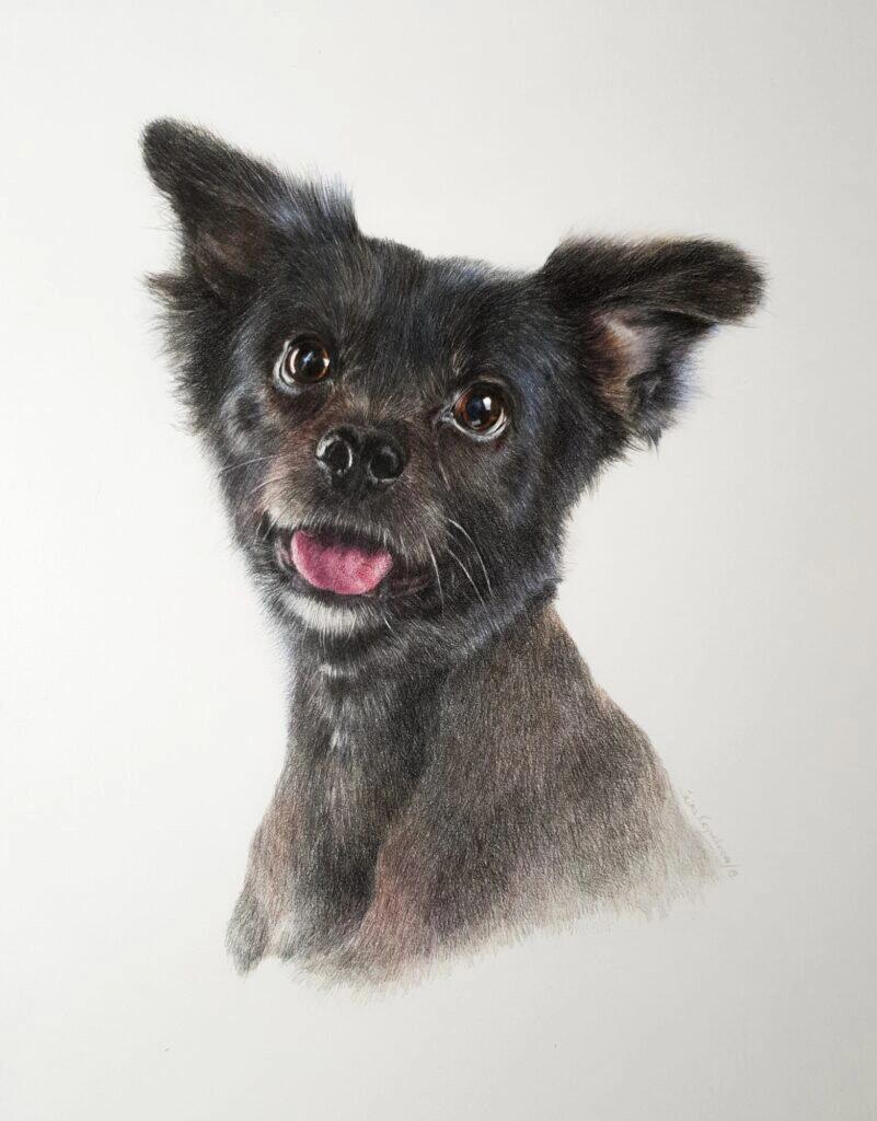 Custom Colored Pencil Pet Portrait
