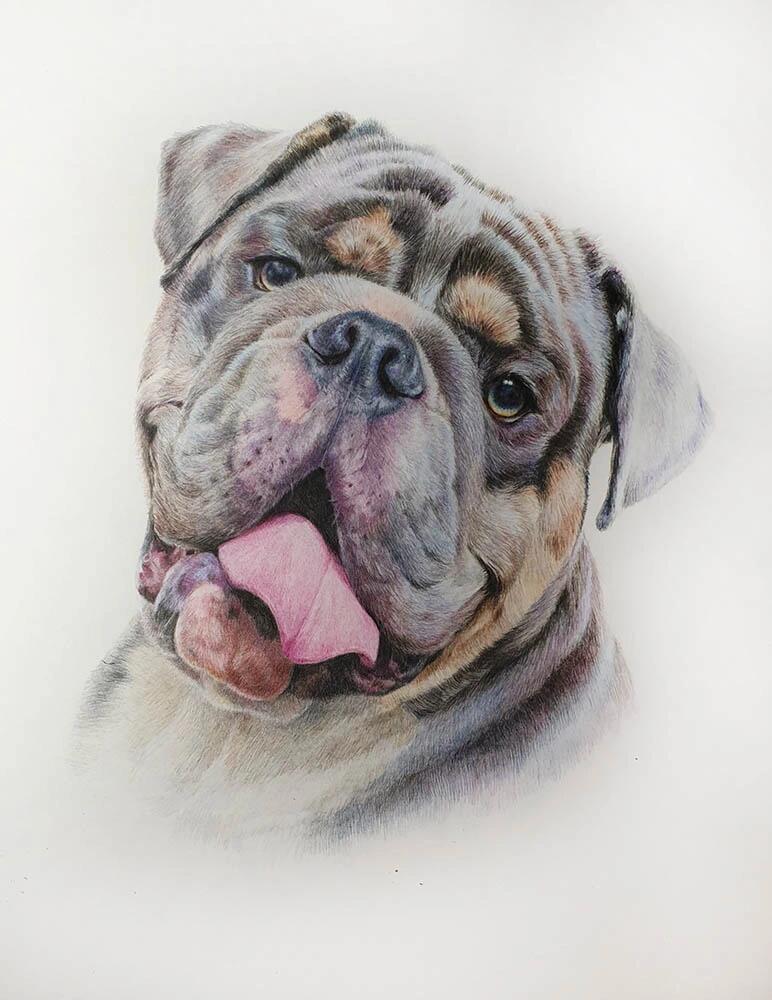 Custom Colored Pencil Pet Portrait