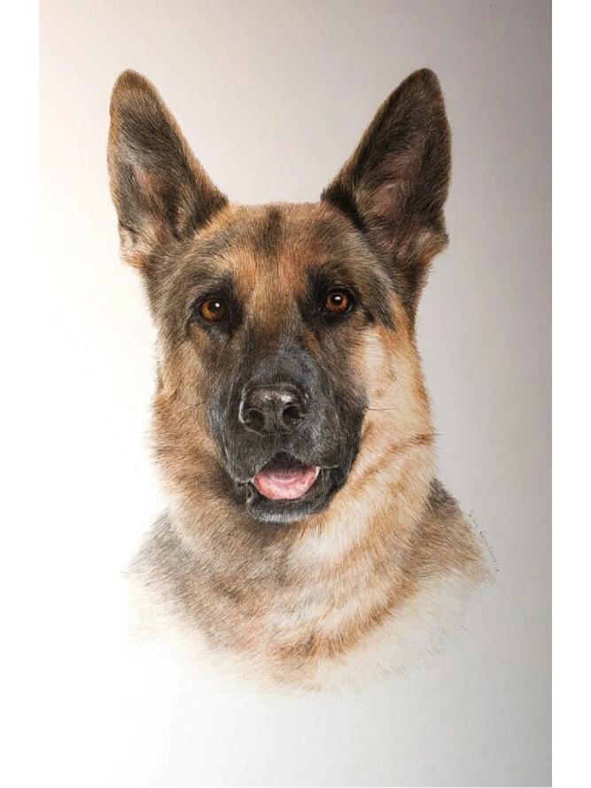 Custom Colored Pencil Pet Portrait