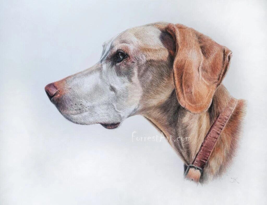 Custom Colored Pencil Pet Portrait