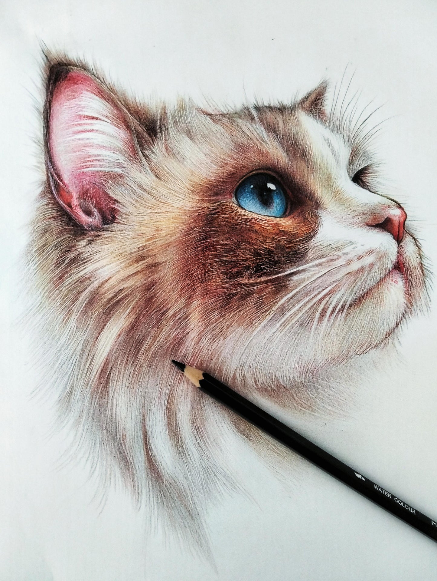 Custom Colored Pencil Pet Portrait