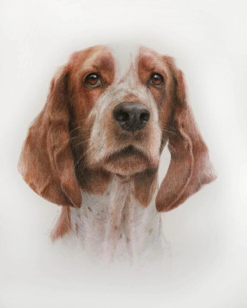 Custom Colored Pencil Pet Portrait