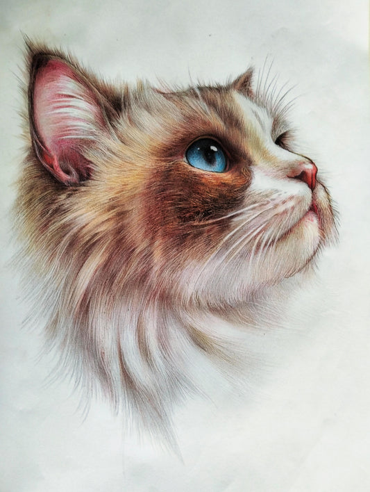 Custom Colored Pencil Pet Portrait