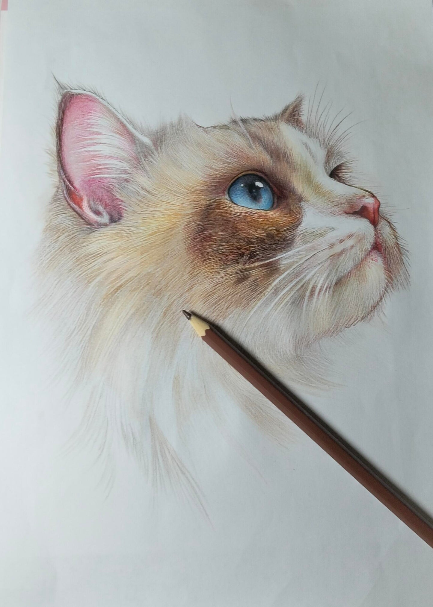 Custom Colored Pencil Pet Portrait